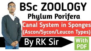 Zoology Canal System in SpongesTypes of Canal System in SpongesPhylum PoriferaBSc [upl. by Braden]