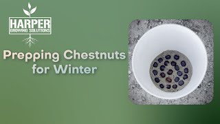 How to prepare nutschestnuts to over winter [upl. by Sewell604]