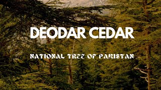 Deodar Cedar Guardians of the Himalayas 🌲  Medicine Ecology and Morequot [upl. by Pape909]