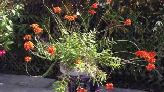 epidendrum radicans [upl. by Yaeger]