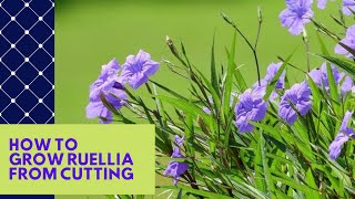 HOW TO GROW RUELLIA MEXICAN PETUNIA FROM CUTTING EASY WAY BEAUTIFUL BUSHY AND WORKS 100 [upl. by Madigan]