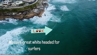 MASSIVE GREAT WHITE HEADED FOR SURFERS [upl. by Lipman]