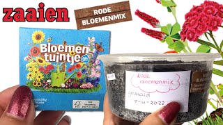 Bloementuintjes AH rode bloemenmix zaaien  klaproos dianthus duizendschoon en rode klaver [upl. by Idoux]