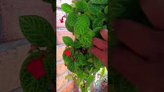 Episcia plant can be made from seedsgardeningtechniques [upl. by Enilatan3]