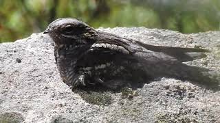 Caprimulgus europaeus  Chotacabras gris europeo  European Nightjar [upl. by Ajani592]