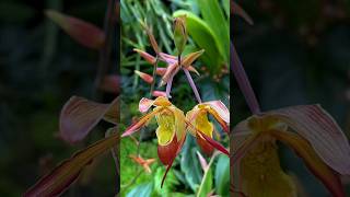 Princess of Wales Conservatory KEW GARDENS orchid orquideas orchidshow garden kewgardens [upl. by Niatsirk]