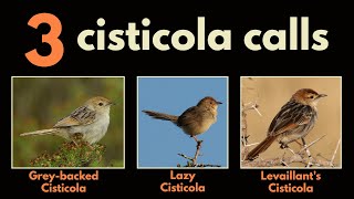 3 CISTICOLA CALLS  part 2 Greybacked Cisticola Lazy Cisticola and Levaillants Cisticola calls [upl. by Nnyw]