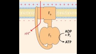 The Electrochemical Gradient ATP Synthase and Associated Thermodynamics [upl. by Rybma400]