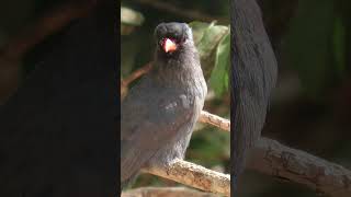 birds taking baths  birds of a feather  Birds  Small Birds [upl. by Asiek]