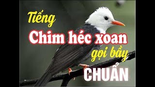 Tiếng Hoét Xoan Gọi Bầy Héc Xoan Mồi Chuẩn [upl. by Elene113]