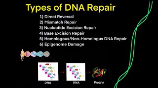 DNA Mutations amp DNA Repair EVERY TYPE OF DNA REPAIR YOU NEED TO KNOW FOR MCAT BIOLOGY GENETICS [upl. by Cyndy]