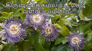 தெய்வீக மணம் வீசும் கிருஷ்ண கமலம் பூ செடி வளர்ப்பு முறை  Krishna Kamalam  Passion flower plant [upl. by Voletta978]