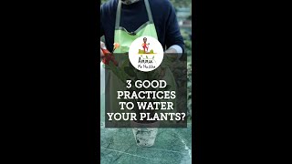 3 Good Practices for watering your plants [upl. by Othelia]