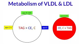 Metabolism of VLDL amp LDL  Synthesis  Function amp Metabolism of VLDL amp LDL [upl. by Savell]