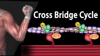 Muscle Contraction  Cross Bridge Cycle Animation [upl. by Willetta]