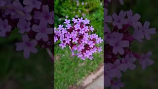 Verbena Bonariensis flowers nature flores jardin [upl. by Aynatal]