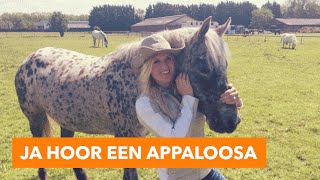 Ja hoor een Appaloosa  PaardenpraatTV [upl. by Khalsa]