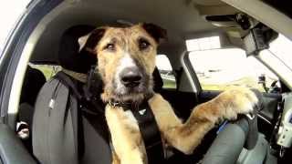 Meet Porter The Worlds First Driving Dog [upl. by Sachiko]