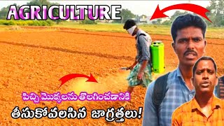 verusenaga vithanam inter spray raithe Raju subscribe like friends VASU PRAKRUTHI VLOGS [upl. by Nomael]