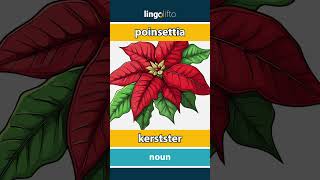 🇬🇧🇳🇱 poinsettia  kerstster  vocabulary builder  learn English  laten we Engels leren [upl. by Gwenore841]