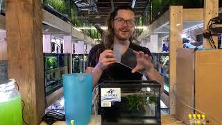 How to Set Up an Aquarium to Breed Killifish [upl. by Ahgiel53]