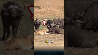 The herd of buffalo saved their friend from the lion buffalo lion animals [upl. by Abra]