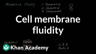 Cell membrane fluidity  Cells  MCAT  Khan Academy [upl. by Nikolia16]