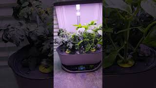 Weekly Reminder Check On Your Plants Aerogarden Plants need water They are so thirsty [upl. by Nyrb]