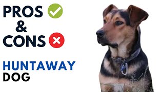 Huntaway Dog Pros and Cons  Huntaway Dog Advantages and Disadvantages [upl. by Nahsez]