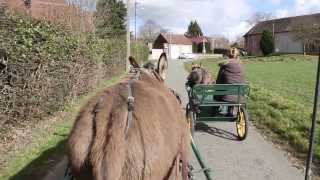 BALADE  Attelage avec Gribouille et Pépita [upl. by Remo]