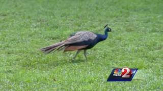 Peacock attacks Orange County toddler [upl. by Debbie]