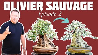 Comment Former un Olivier Sauvage en Bonsaï  Épisode 2 🌱 NEJIKAN BONSAI 🌱 [upl. by Nauqad375]