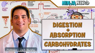 Gastrointestinal  Digestion amp Absorption of Carbohydrates [upl. by Kcid884]