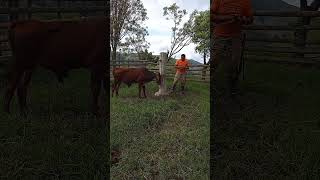 COMO SOLTAR UN TORO BRAVO huerto Livestock bull torobravo toro ganaderia tips tutorial ok [upl. by Runstadler]