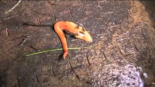 The Australian flatworm Australoplana sanguinea [upl. by Wolbrom]