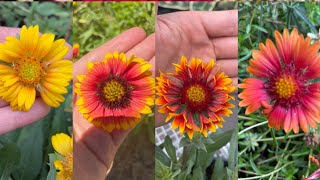 How to harvest blanket flower seeds quick and easy collect seed with petrabaye [upl. by Sivahc]