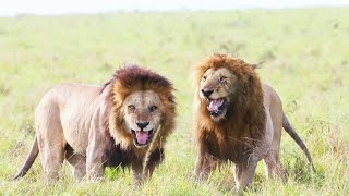 Largest Lions of Masaimara  Inselberg Males  29 October 2024 [upl. by Atiuqrehs]