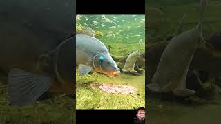 fishing carpfishing fishsmart fish carp catfish fishinglife seafood [upl. by Ainollopa]