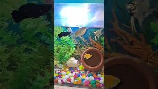 Fish feeding fishing aquarium ytshorts petsman fishtank [upl. by Marlo]