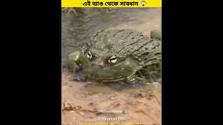 এই ব্যাঙ থেকে সাবধান 🐸🐸shorts trending facts [upl. by Earb859]