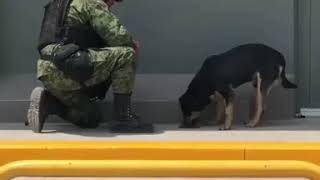 soldado mexicano alimenta perro callejero [upl. by Grizelda]