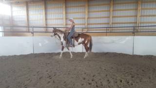 FOR SALE  SPP Andys First Flirt  2 year old APHA Sorrel Overo Rabicano Mare [upl. by Rockwood810]