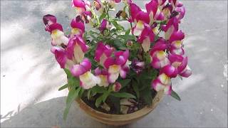 How to Grow and take Care of Dog Flower Plant  Bunny Flower  Antirrhinum [upl. by Jaella917]