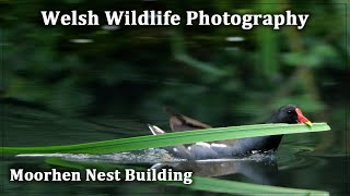 Moorhen Nest Building [upl. by Lraed309]