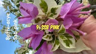 TOP 10 NEW TOP RARE BOUGAINVILLEAS IN THE PHILIPPINES [upl. by Acsisnarf18]