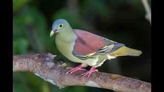 Green Pigeon Compliation  Pinknecked Cinnamonheaded Japanese White billed and others [upl. by Estelle]