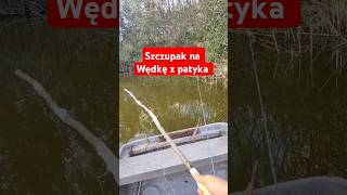 Szczupak na wędkę zrobioną z patyka szczupak wędkarstwo fishing [upl. by Fernanda438]