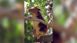 Perth Zoo Welcomes Endangered TreeKangaroo Joey [upl. by Ardnola]