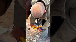 Traditional craftsman Trimming a horses hooves with a hoof grinder [upl. by Sunshine559]