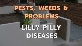 Lilly Pilly Diseases [upl. by Susejedesoj]